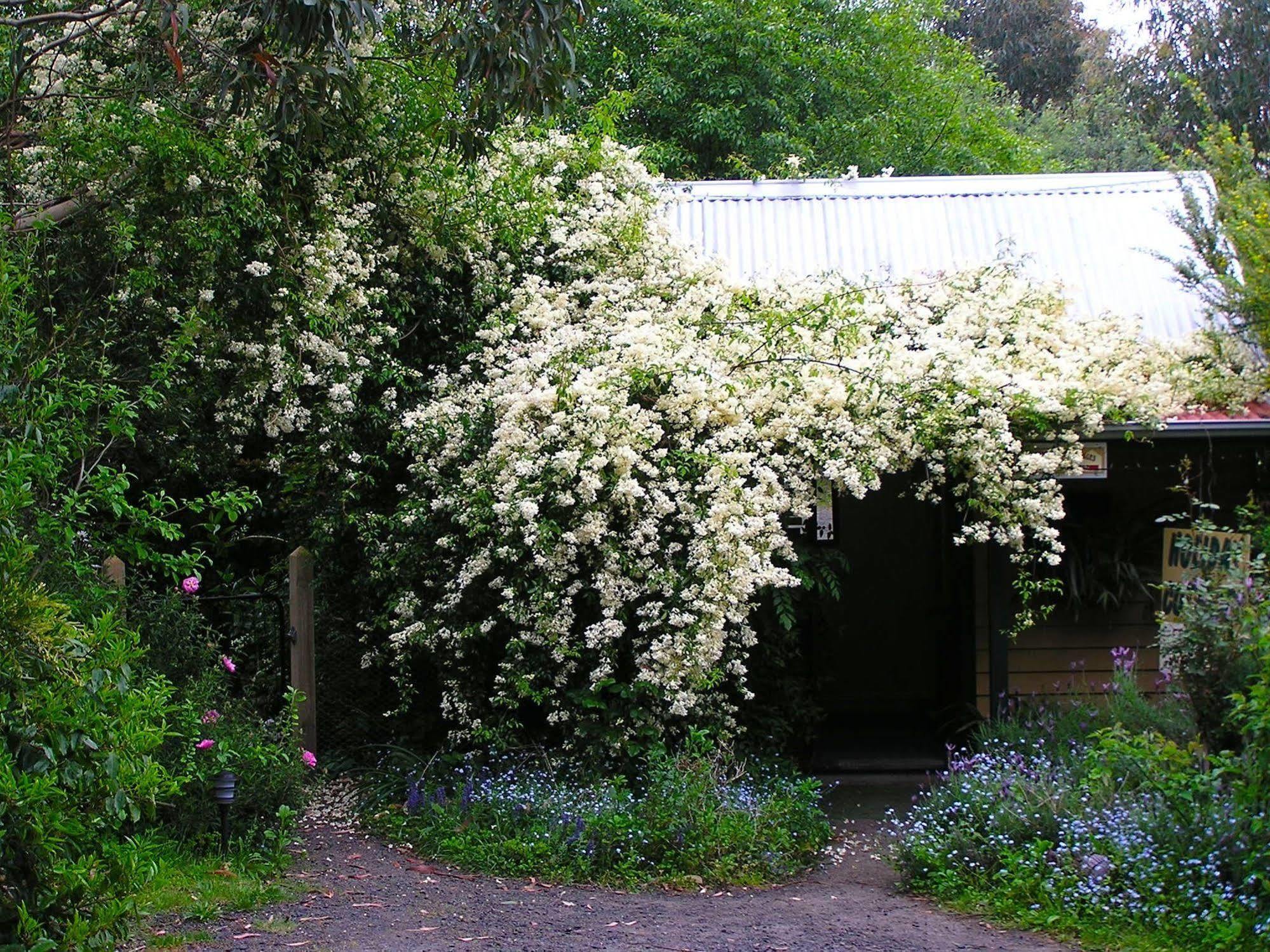 Lemonade Creek Cottages Lorne Exteriör bild